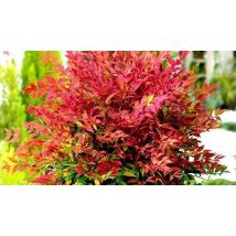 Nandina Domestica 'Obsessed' Heavenly Bamboo Plant