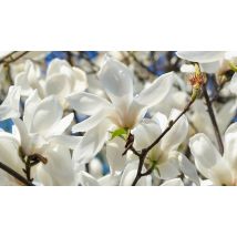 3-Pack Magnolia 'Soulangea' Plants - 3 Colours Options!