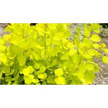 Smoke Tree Cotinus Coggygria 'Golden Spirit' - 1, 2 or 3 Pots!
