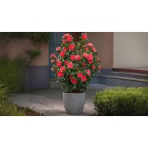 Camellia Japonica Lady Campbell