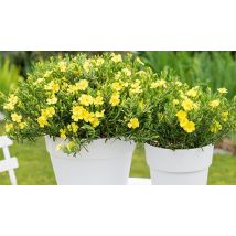 1.5L Halimium 'April Sun'