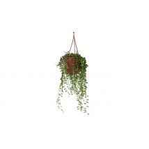 Senecio Rowleyanus String of Pearls - 1 or 2 Plants!