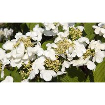 3L 'Kilimanjaro Sunrise' Viburnum Plicatum