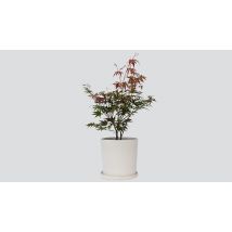 Japanese Maple 'Acer Atropurpureum'