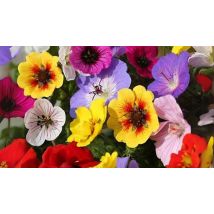 6-Pack 'Festival Mix' Geranium & Potentillas