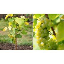 Common Grape Vine Collection - 3 Pots of Red or White Grape Plants!