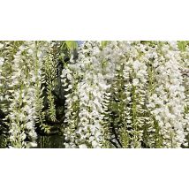 3L Wisteria Alba White Climbing Plant