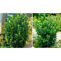 'Green Spire' Euonymus Japonica Spindle Bush - 1 or 3 Pots!