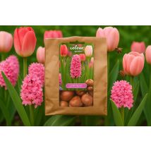 Pink Blush Bulb Collection – Tulips & Hyacinths, Set of 25