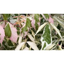 3L Garden Ready Acer Negundo 'Flamingo' Tree