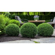 1 or 2 Ilex Crenata 'Japanese Holly' Plants