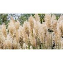 1, 2 or 3 Pots of Pampas Grass