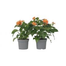Crossandra 'Fortuna' Firecracker Flower - 2 or 4 Pots!