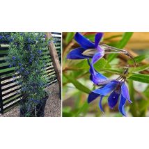 1 or 3 Sollya Heterophylla 'Ultra Blue' Plants - Garden Ready!