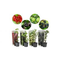4-Pack Mixed Berries & Currants Set