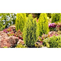 Dwarf 'Ellwoods Gold' Conifer - 1 or 3-Pack!