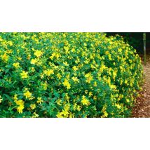 St John's Wort Hypericum 'Hidcote' Plant