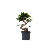 XL Japanese Bonsai S-Shape