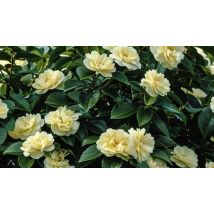 Camellia Japonica 'Japanese Rose' Brushfield's Yellow