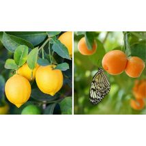 Orange 'Calamondin' & Lemon 'Citron' Tree Collection