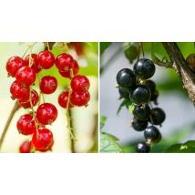 3-Pack of Redcurrant or Blackcurrant Plants