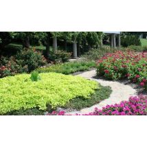 5 or 10 Hardy Mixed Shrub Collection in 9cm Pots