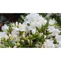 Dwarf Japanese Azalea Japonica 'Diamant White' - 2 Sizes!