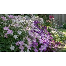 Clematis Hybrid Collection - 3 Pots!