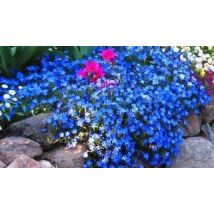 1L Lithodora Diffusa 'Heavenly Blue' - Evergreen Shrub