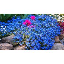 1L Lithodora Diffusa 'Heavenly Blue' - Evergreen Shrub