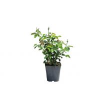 Best Mum Ever Rose - 3L - 4L Pot