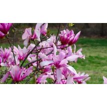 Magnolia Betty Tree - 2 Sizes!