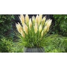 The Ultimate Pampas Grass Collection