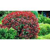 1 or 3-Pack Photinia x Fraseri Little Red Robin Plant - 9cm or 2 Litre Pot!