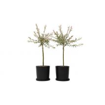 2-Pack of Flamingo Willow Plants