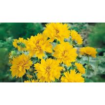 Coreopsis 'Early Sunrise' Plants - 1 or 3-Pack!