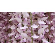 Wisteria Sinensis Pink Climbing Plant - 3L Pot!