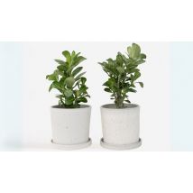 2-Pack Adenium Desert Rose