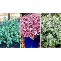 Dwarf Pittosporum Tenuifolium Plants - 3 Varieties!