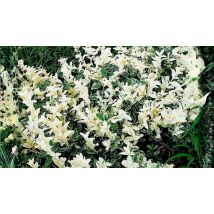 Euonymus Fortunei 'Harlequin' Spindle Bush