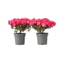 Set of 2 Rhododendron 'Azalea Anouk' Plants