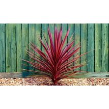 Cordyline Australis 'Torbay Red' Cabbage Palm Tree - 1 or 2 Plants
