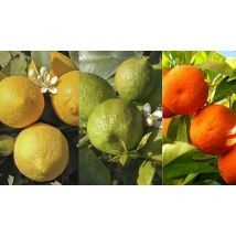 Citrus Grove Collection - Orange, Lemon & Lime