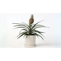 Miniature Pineapple Plant