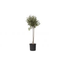 'Olea Europaea' Olive Tree - 1 or 2 Trees