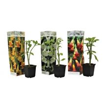 3-Piece Brugmansia Angel's Trumpets