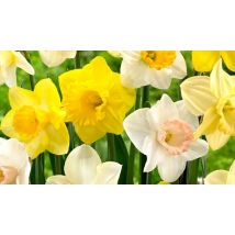 Mixed Daffodil Bulbs - 5kg