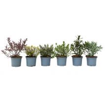 6-Piece Hebe Pinguifolia Evergreen Shrub Collection