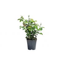 3L Rose 'Summer Sweetheart' Plant