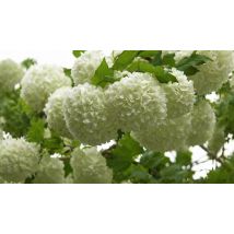 Viburnum Opulus Roseum Snowball Tree